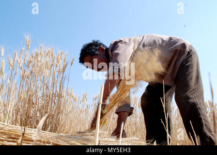 Yantai Yantai, China. 5. Juni 2018. Yantai, China, 5. Juni 2018: Der Weizen Feld während der Erntezeit in Zhaoyuan County, Yantai, Provinz Shandong im Osten Chinas. Credit: SIPA Asien/ZUMA Draht/Alamy leben Nachrichten Stockfoto