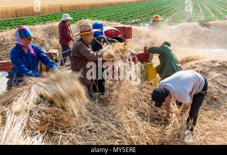 Yantai Yantai, China. 5. Juni 2018. Yantai, China, 5. Juni 2018: Der Weizen Feld während der Erntezeit in Zhaoyuan County, Yantai, Provinz Shandong im Osten Chinas. Credit: SIPA Asien/ZUMA Draht/Alamy leben Nachrichten Stockfoto