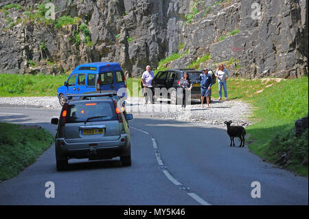 Cheddar, Somerset. 6. Juni, 2018. UK Wetter. Bergziegen in Cheddar Gorge an einem sonnigen Tag in Cheddar gesehen. Credit: Robert Timoney/Alamy leben Nachrichten Stockfoto