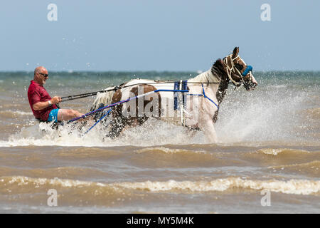 Sulky Warenkorb Reiter auf Southport, Merseyside. 6. Juni 2018. Bernard Perry [MR] ist in seinem Jockey Warenkorb oder Sulky von seiner Geliebten 6-jährige Stute "Trigger", die entlang der Küste von der Flut am Strand in Southport, Merseyside geschleppt. Ein Sulky ist ein leichtes Warenkorb in zwei Räder und einen Sitz für den Fahrer & ist in der Regel für Trabrennen eingesetzt. Credit: cernan Elias/Alamy leben Nachrichten Stockfoto