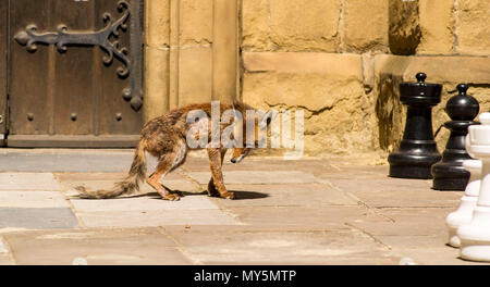 London, Großbritannien. 6 Jun, 2018. Eine städtische fox Wandern rund um im Innenhof der Southwark Cathedral. Quelle: Chandra Prasad/Alamy leben Nachrichten Stockfoto