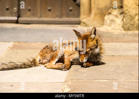 London, Großbritannien. 6 Jun, 2018. Eine städtische fox Wandern rund um im Innenhof der Southwark Cathedral. Quelle: Chandra Prasad/Alamy leben Nachrichten Stockfoto