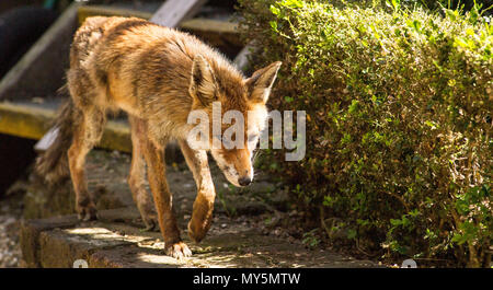 London, Großbritannien. 6 Jun, 2018. Eine städtische fox Wandern rund um im Innenhof der Southwark Cathedral. Quelle: Chandra Prasad/Alamy leben Nachrichten Stockfoto