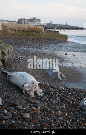 Aberystwyth, Wales, UK. 6. Juni, 2018. Tote Delfin im Kunststoff auf Aberystwyth Beach 6.Juni 2018 Bild: angharad Bache/Alamy Leben Nachrichten abgedeckt Stockfoto