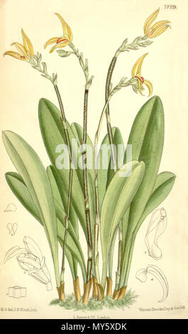 . Abbildung: Specklinia endotrachys (syn. Schmetterlinge platyrachis). 1890. M. S. del. (= Matilda Smith, 1854-1926), J. N. Fitch lith. (= John Nugent Fitch, 1840 - 1927) Beschreibung von Joseph Dalton Hooker (1817 - 1911) 497 Specklinia endotrachys (wie Schmetterlinge platyrachis) - Curtis' 116 (Ser. 3 Nr. 46) pl. 7129 (1890) Stockfoto