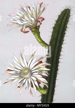 . Praecereus saxicola. 1921. Vaupel 436 Praecereus saxicola (Cereus rhodoleucanthus) Bluhende Kakteen 3. 172 Stockfoto