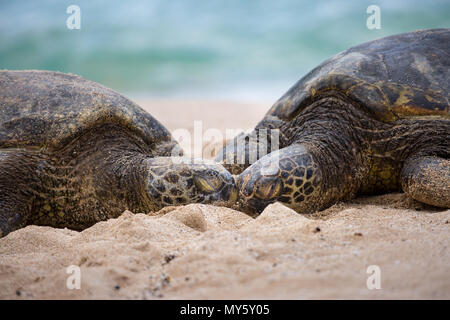 Zwei schlafende Schildkröten auf der schönen weißen Sandstränden von Hawaii Stockfoto