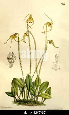 . Abbildung: Porroglossum muscosum (syn. Masdevallia Muscosa). 1899. H. T. D. (?) Del., J. N. Fitch lith. (= John Nugent Fitch, 1840 - 1927) Beschreibung von Joseph Dalton Hooker (1817 - 1911) 430 Porroglossum muscosum (als Masdevallia Muscosa) - Curtis' 125 (Ser. 3 Nr. 55) pl. 23042 (1899) Stockfoto