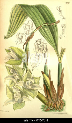. Abbildung einer Anlage als Trevoria chloris Hinweis beschrieben: Diese Abbildung von Curtis Bot. Mag. zeigt Trevoria lehmannii, nicht T. Chloris. Diese 2 Arten sind sehr unterschiedlich. . 1901. M. S. del. (= Matilda Smith, 1854-1926), J. N. Fitch lith. (= John Nugent Fitch, 1840 - 1927) Beschreibung von Joseph Dalton Hooker (1817 - 1911) 535 Trevoria chloris Stockfoto