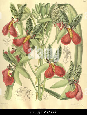 . Abbildung: Cymbidiella pardalina (syn. Cymbidium rhodochilum). 1904. M. S. del. (= Matilda Smith, 1854-1926), J. N. Fitch lith. (= John Nugent Fitch, 1840 - 1927) Beschreibung von William Botting Hemsley (1843-1924) 129 Cymbidiella pardalina Cymbidium rhodochilum (als) - blütenstand - Curtis' 130 (Ser. 3 Nr. 60) pl. 7932 (1904) Stockfoto