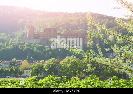 Romantische Hintergrund mit Heidelberger Schloss im Morgennebel mit Frühling Blätter im Vordergrund. Stockfoto