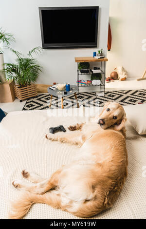 Lustige Retriever Hund liegend auf dem Sofa mit Game Pad und Kamera Stockfoto
