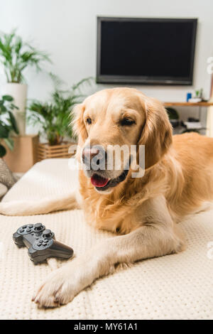 Lustige Retriever Hund liegend auf dem Sofa mit Game Pad Stockfoto