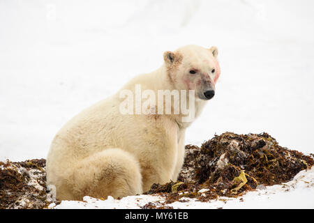 Eisbär (Ursus maritimus) Individuelle mit blutigen Gesicht kurz nach einer Mahlzeit, Wapusk National Park, Cape Churchill, Manitoba, Kanada Stockfoto