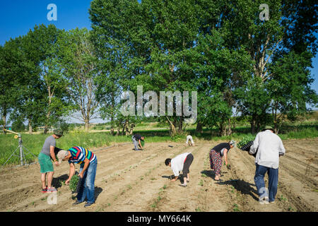 Die Landwirte anpflanzen junger Tomaten Pflanzen Stockfoto