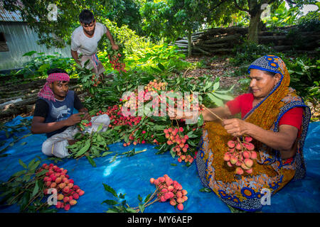 Litschi Landwirt Familie Sammeln und Schlitzen gute Qualität der Blutegel an Rooppur, Ishwardi, Bangladesch. Stockfoto