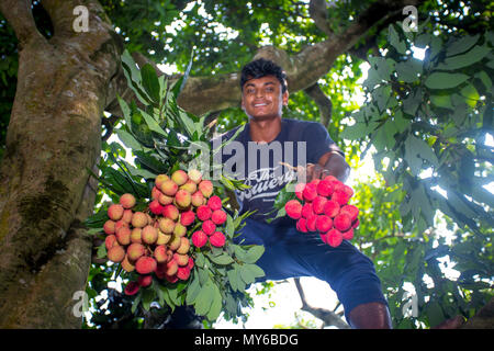 Kleine Kinder brachten Litschi Die litschi Baum an Rooppur, Ishwardi, Bangladesch. Stockfoto