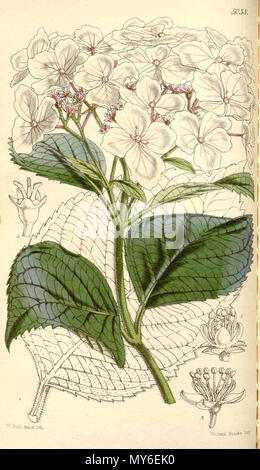 . Englisch: Hydrangea stylosa, wie Hortensie cyanema. 2 Juni 2012, 23:29:09. W.H. Fitch 251 Hortensie stylosa Stockfoto