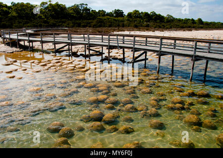 Lake Clifton Thrombolites-Western Australia Stockfoto