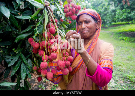 Litschi Obst ernten mit Rooppur, Ishwardi, Bangladesch. Stockfoto