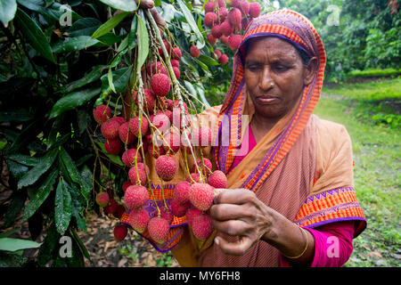 Litschi Obst ernten mit Rooppur, Ishwardi, Bangladesch. Stockfoto