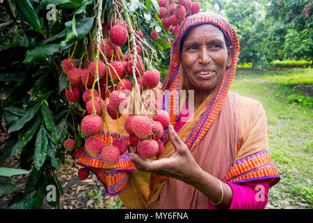 Litschi Obst ernten mit Rooppur, Ishwardi, Bangladesch. Stockfoto