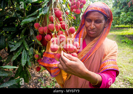 Litschi Obst ernten mit Rooppur, Ishwardi, Bangladesch. Stockfoto