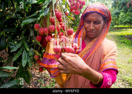 Litschi Obst ernten mit Rooppur, Ishwardi, Bangladesch. Stockfoto