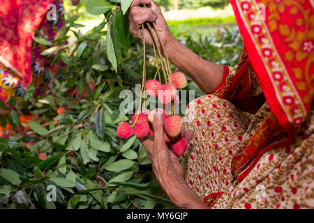 Litschi Landwirt Familie Sammeln und Schlitzen gute Qualität der Blutegel an Rooppur, Ishwardi, Bangladesch. Stockfoto