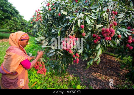 Litschi Obst ernten mit Rooppur, Ishwardi, Bangladesch. Stockfoto