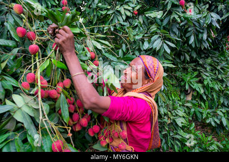 Litschi Obst ernten mit Rooppur, Ishwardi, Bangladesch. Stockfoto