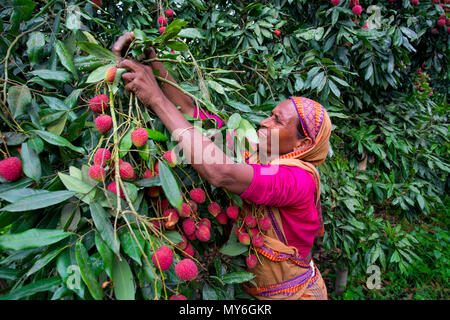 Litschi Obst ernten mit Rooppur, Ishwardi, Bangladesch. Stockfoto