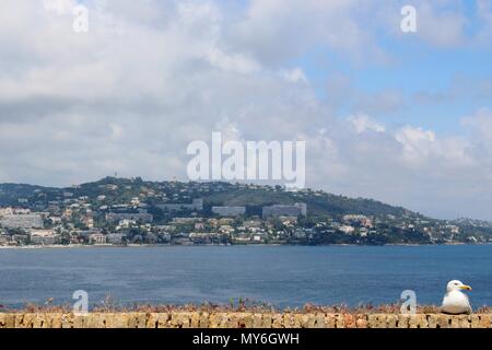 Eine Möwe thront auf einem von Fort Royal Wände mit Blick auf den Cannes Landschaft. Stockfoto