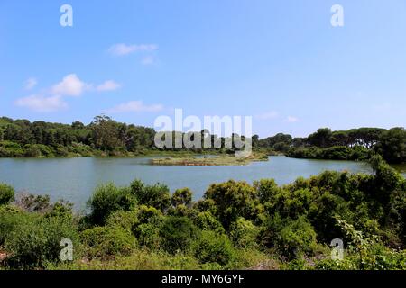 Ein Naturschutzgebiet auf der Île Sainte-Marguerite, die Heimat vieler Vogelarten. Stockfoto