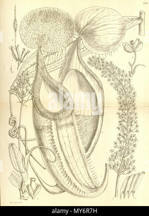 384 Nepenthes macfarlanei (untere Krug) - der Hooker Icones Plantarum (1906) Stockfoto