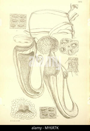 384 Nepenthes macfarlanei (obere Krug) - der Hooker Icones Plantarum (1906) Stockfoto