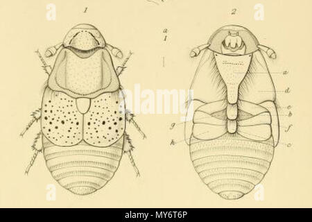 . Français: Platypsyllus castoris; Platypsyllus castoris Abbildung publiée dans les Annales de la Société entomologique de France en 1884 Série 6? N° 4. 29 April 2013, 19:48:57. Unbekannt 426 Platypsyllus castoris Annales 1883 Stockfoto