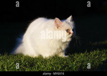 Perser Katze, Außenpool Stockfoto