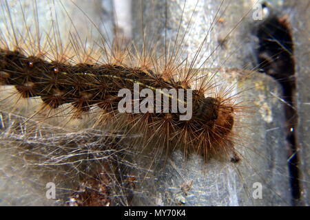 White Cedar motte Caterpillar, Leptocneria reducta Stockfoto