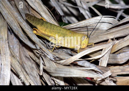 Australische riesiger Grashüpfer, Valanga irregularis Stockfoto
