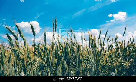 Kultiviert Roggen wächst im Feld, selektiven Fokus Stockfoto