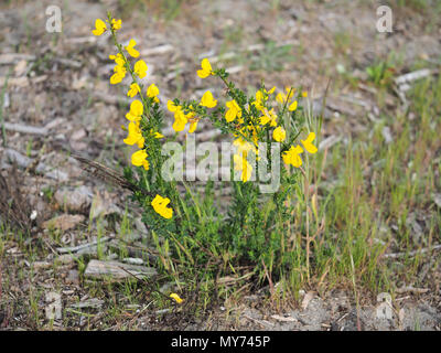 Kleine Sarothamnus scoparius (gemeinsame Besen oder Scotch Broom) Bush im Westen des Bundesstaates Washington, USA Stockfoto