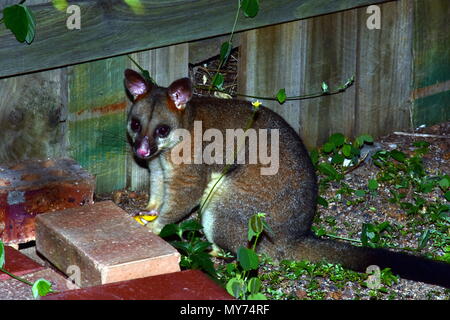 Gemeinsame Bürste schwanz Possum, Trichosurus vulpecula Stockfoto