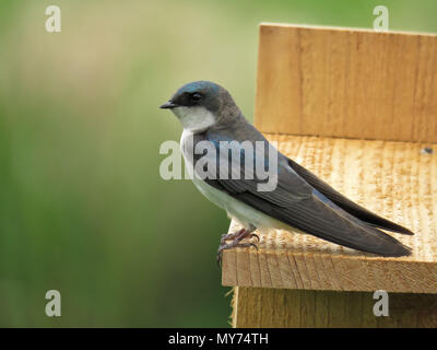 Baum schlucken (Tachycineta bicolour) sitzt auf einem nistkasten in Julia Butler Hansen National Wildlife Refuge, Seitenansicht Stockfoto