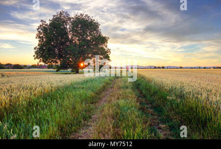 Kulturlandschaft mit Weizenfeld auf dem sunset Stockfoto