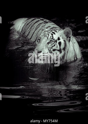 Weiße Tiger im Wasser Stockfoto