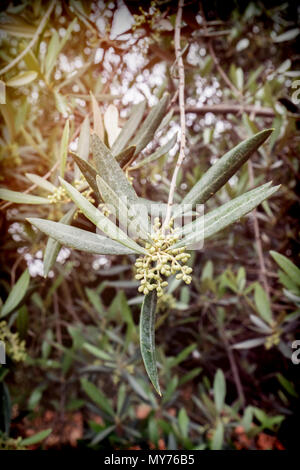 Detail aus einem Zweig der Olivenbaum in der Blüte im Frühjahr, Andalusien, Spanien Stockfoto