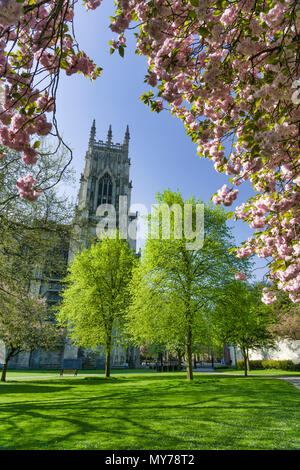 York, England, 1., Mai, 2018, York Münster West Bell Towers, und rosa Kirschblüte am frühen Morgen Sonnenschein. Stockfoto