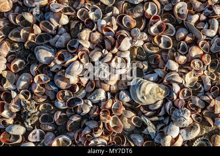 Blick aus der Vogelperspektive auf einem Stapel von Muscheln an einem Strand in der Bretagne im Norden Frankreichs. Stockfoto