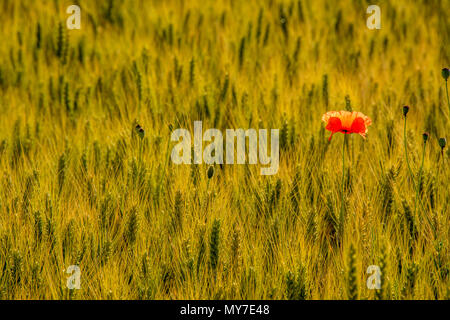 Poppy isoliert in der Mitte eines Feldes von Weizen, Auvergne Rhône-Alpes, Frankreich Stockfoto